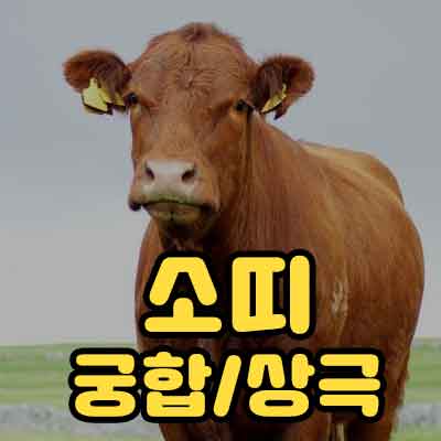 소띠 띠궁합 상극
