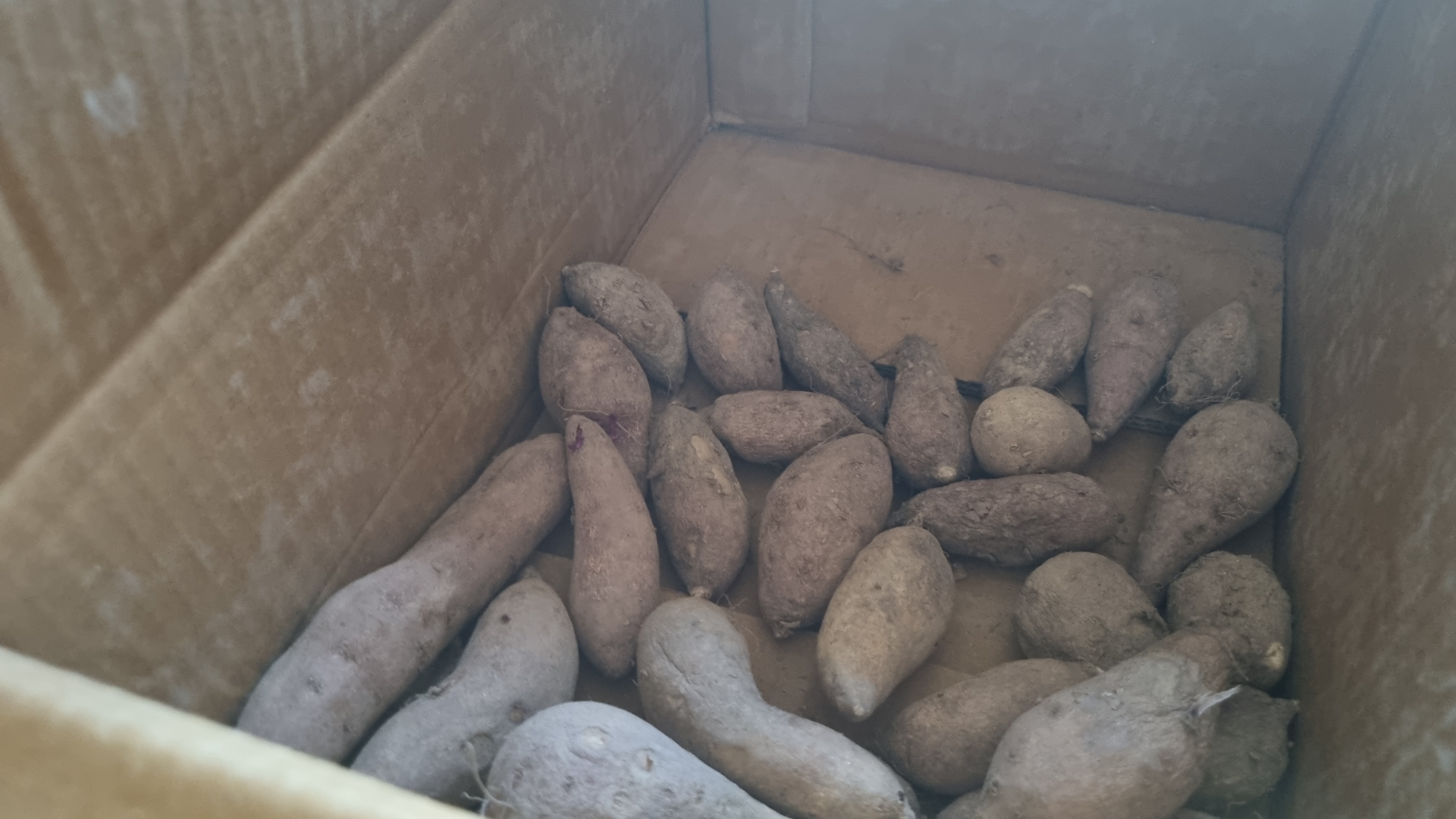 고구마-대량보관2