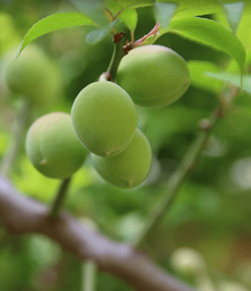 체했을때 먹으면 좋은 음식 매실이 나무에 달려 있다