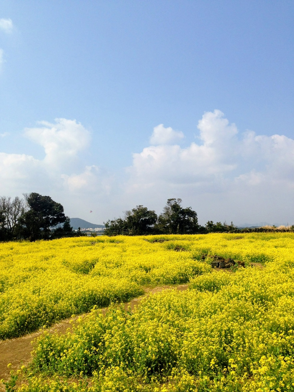 광치기해변 유채밭
