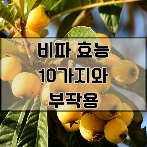 비파 효능과 부작용