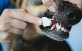 강아지사진/출처:어도비스톡