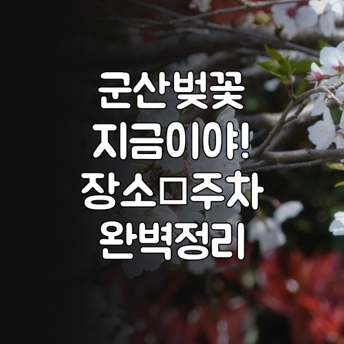 군산 벚꽃 절정 시기 및 장소별 특징..