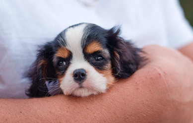 강아지 종합검진관련사진