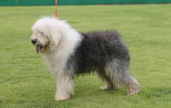 Old English Sheepdog image
