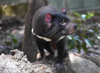 태즈메이니아 데빌 특징 매력 성격_2