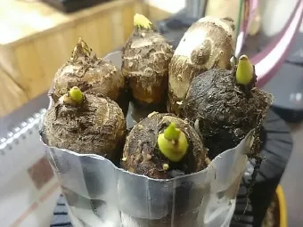 토란 재배 종자구 선택 고랑 관리 습도 조절_8