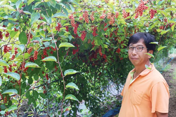 오미자 재배 차광 관리 덩굴 유인 병해 예방_6