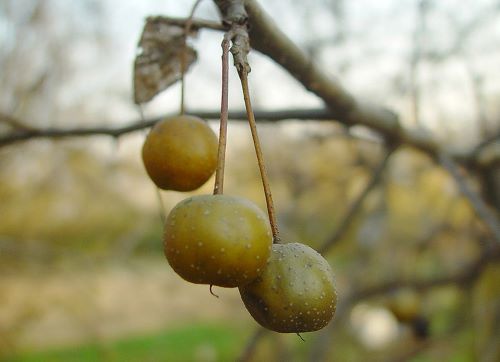 꽃아그배나무열매