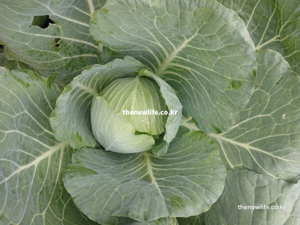 위염과 역류성 식도염 완화에 좋은 양배추가 비옥한 토양에서 자라는 유기농 재배 현장 실사진