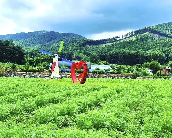 원주 용수골 가을꽃축제_24