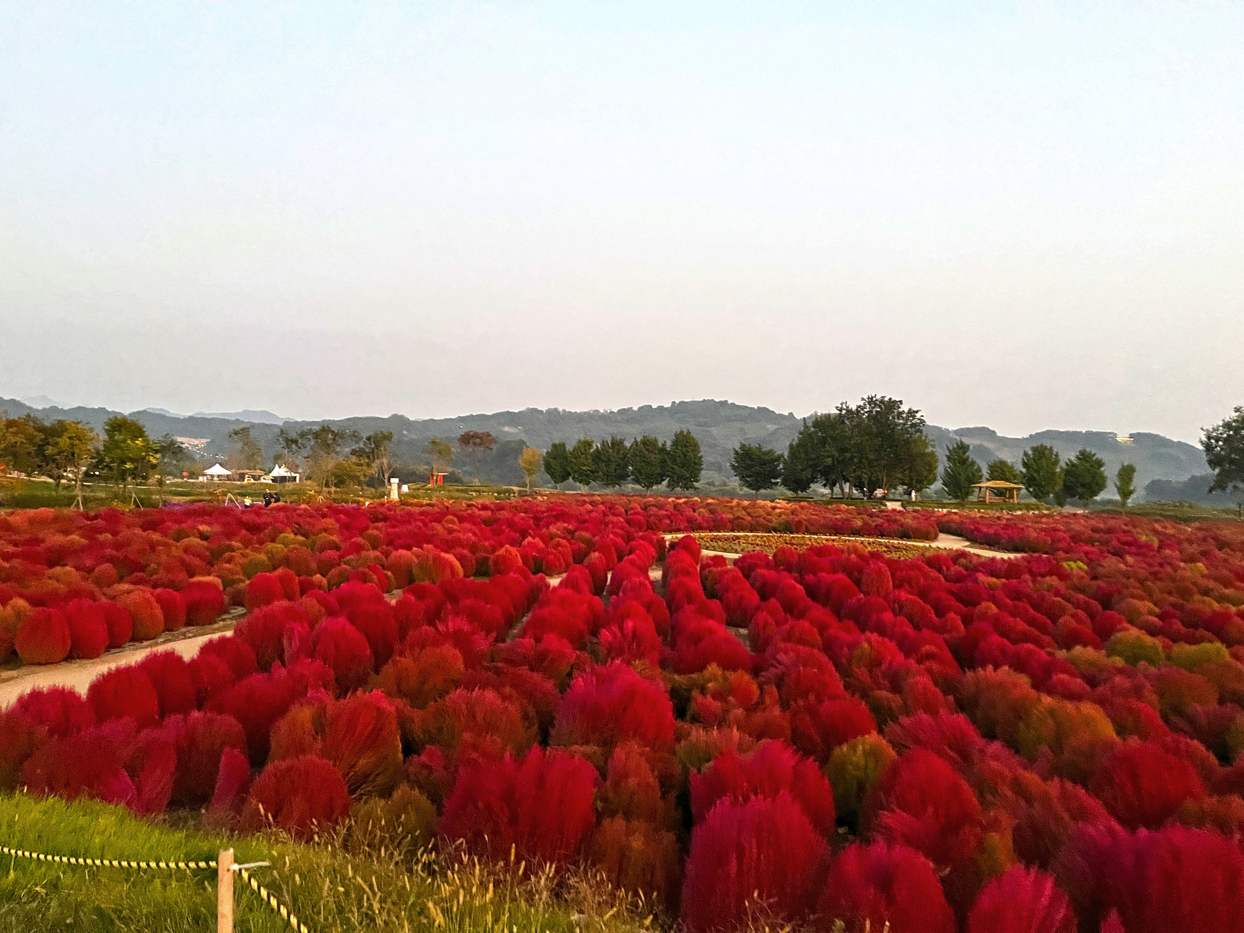 연천 임진강 댑싸리 공원