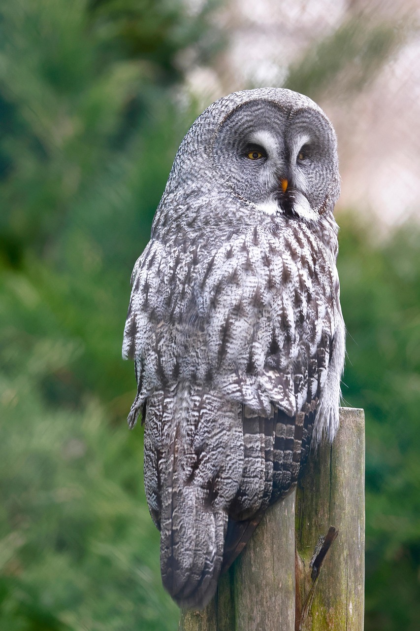 그레이트 그레이 올(Great Grey Owl)은 고요하게 주변을 관찰하며 사냥감을 탐색하는 특유의 정적 포즈를 취하고 있다.