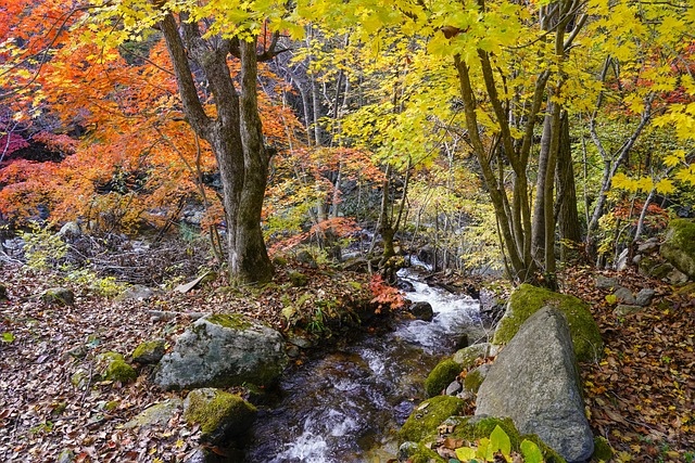 🍂🍁 2025년 10월 최신 남양주 가을 단풍 실시간 상황부터 가족&middot;연인&middot;친구&middot;아이 맞춤 축제와 숨은 플리마켓&amp;#44; 광릉숲축제 단독 개방&amp;#44; 운길산 산책 코스까지 꼭 가봐야 할 가을 여행 최강 총정리 🍂🍁