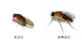 날파리 퇴치법