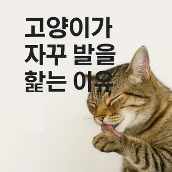고양이가 발 핥는 이유_10
