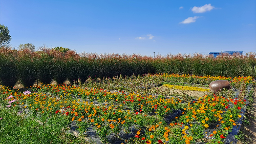 평택_바람새마을_핑크뮬리_명소