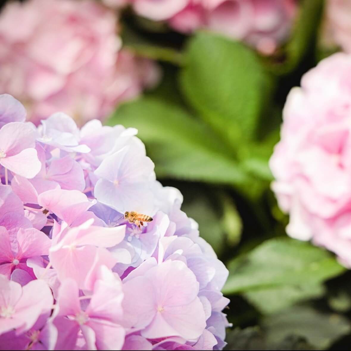 강진수국길축제