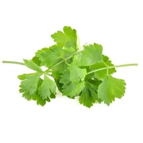 고수 나물 요리 재배 먹는법 무침 김치 만드는 법_6