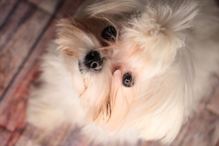 눈물로 그을린 말티즈 (상향)