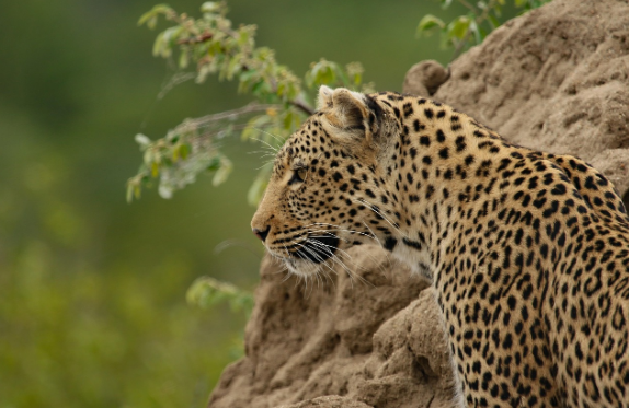 희귀한 동물을 보호하기 위한 노력
