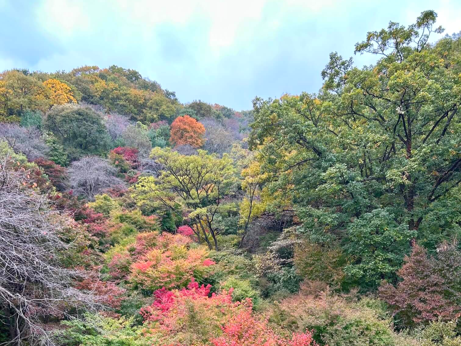 2024년 화담숲 10월 말 가을 단풍6