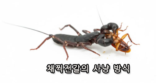 채찍전갈의 사냥 방식