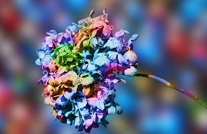 신안 도초도 수국축제