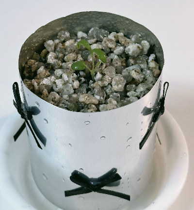 로즈마리 분갈이