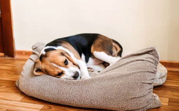 아픈 강아지 사진/출처:어도비스톡