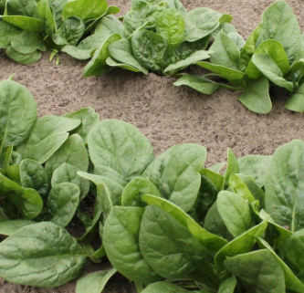 7월에 심는 채소5