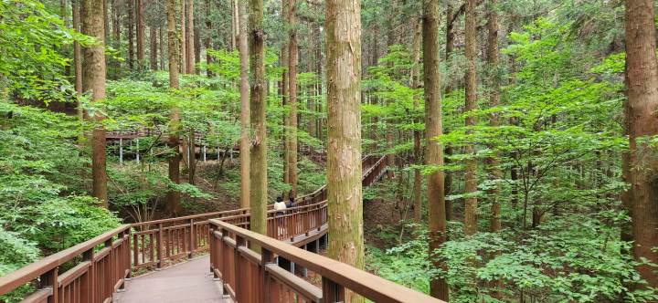 장성 치유의숲 나무 데크 길. 축령산 편백나무 숲속 피톤치드 샤워.