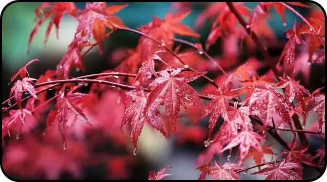 2024년 내장산 단풍절정시기