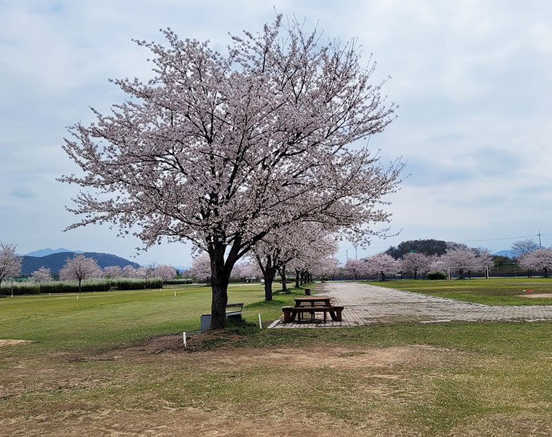 경상남도 칠서 강나루파크골프장 소개