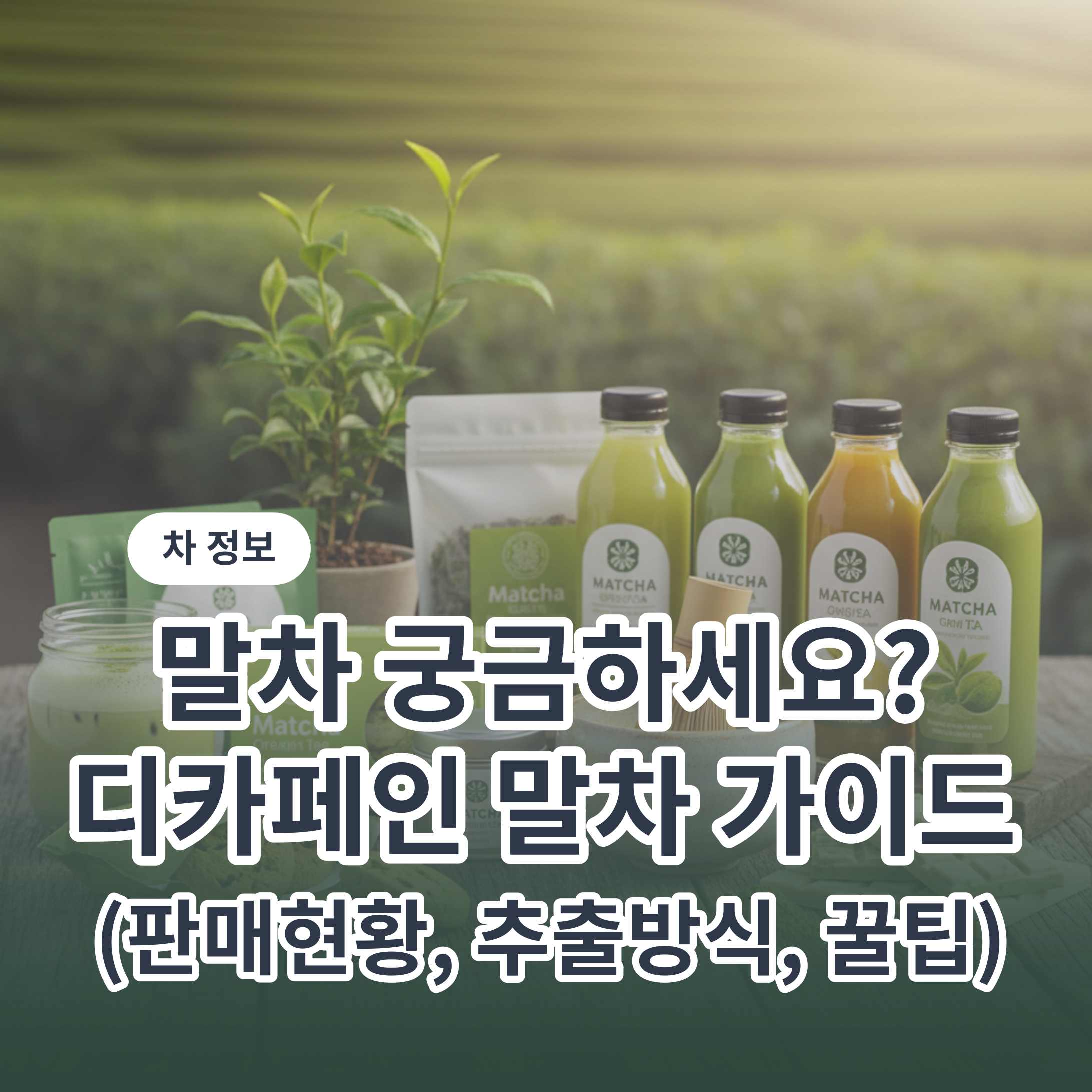 말차 디카페인 가능 여부와 국내 판매 현황 정리