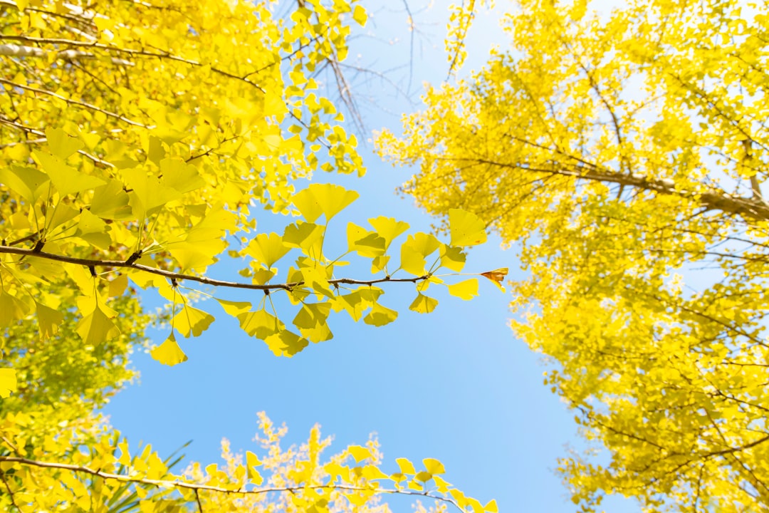 Ginkgo tree