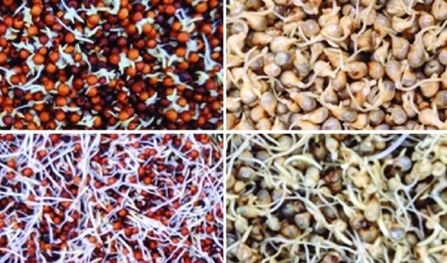 식물성 단백질 흡수를 높이는 조리법