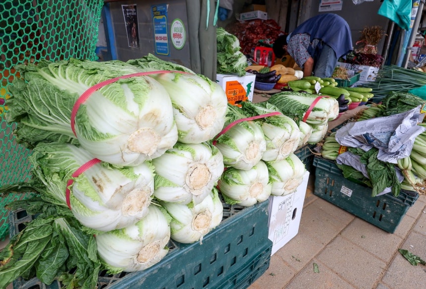 서울 동대문구 청량리종합시장에 배추가 진열돼 있다.