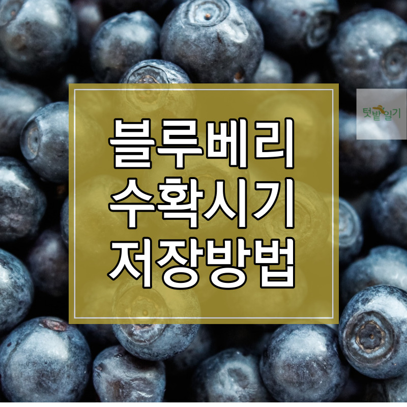 블루베리 수확시기 수확방법 저장방법
