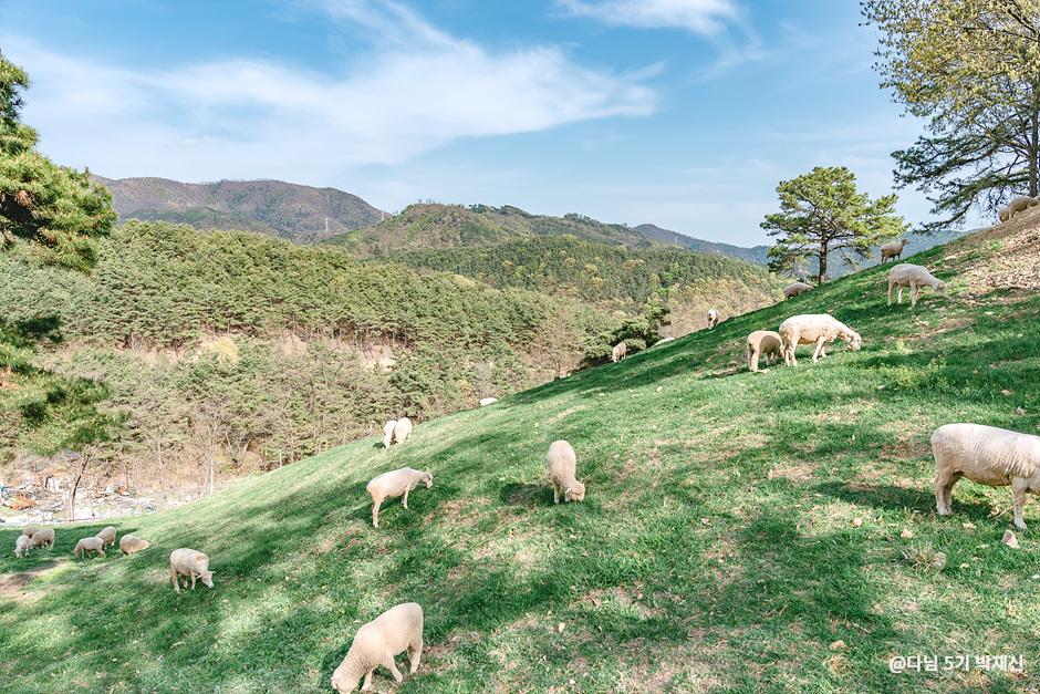 칠곡 양떼목장