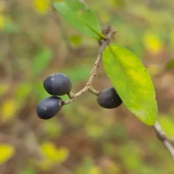 진한 향기에 취해버리는 이 꽃 산책로 옆 울타리 쥐똥나무_4
