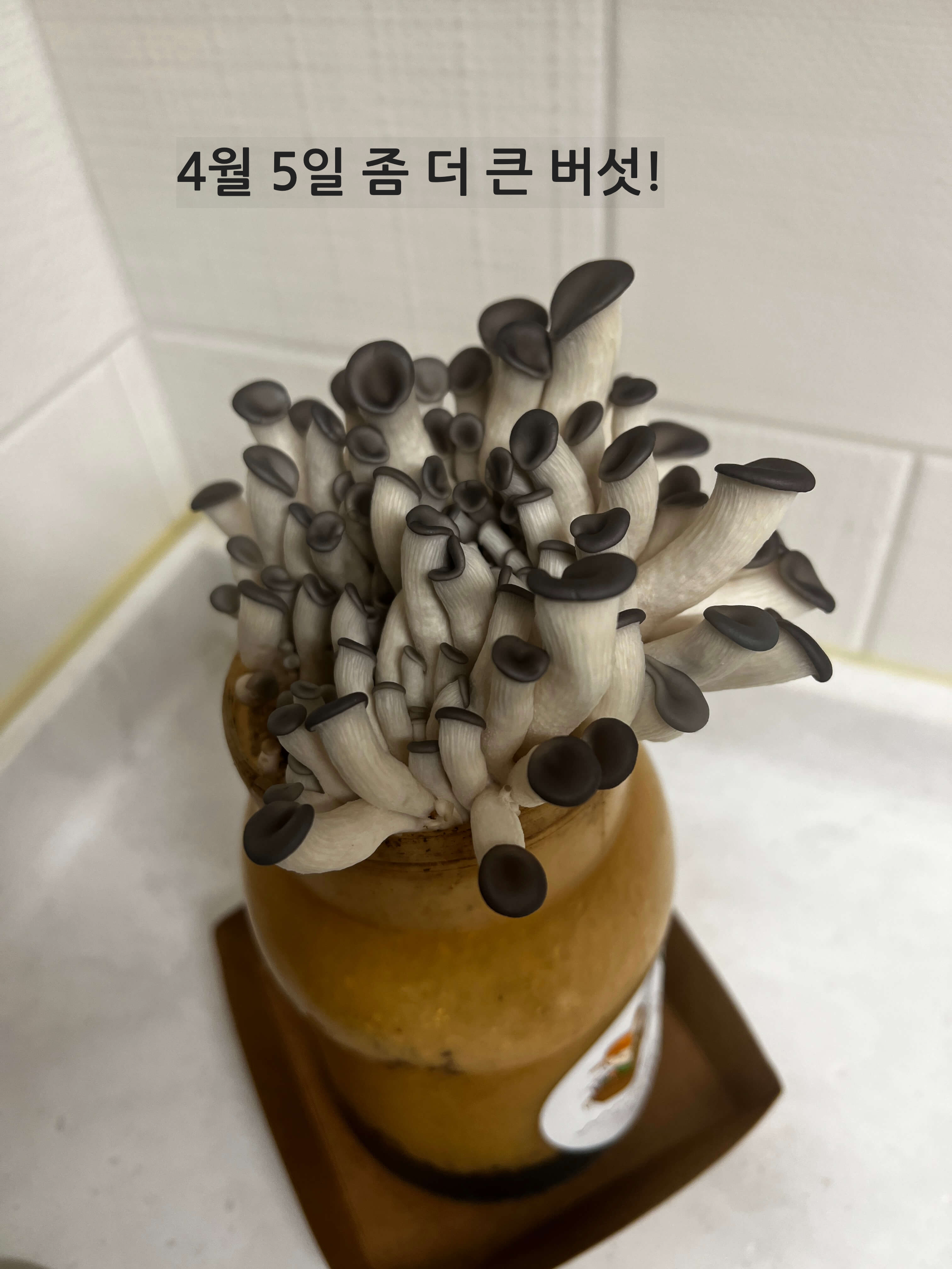 4월 5일 느타리버섯