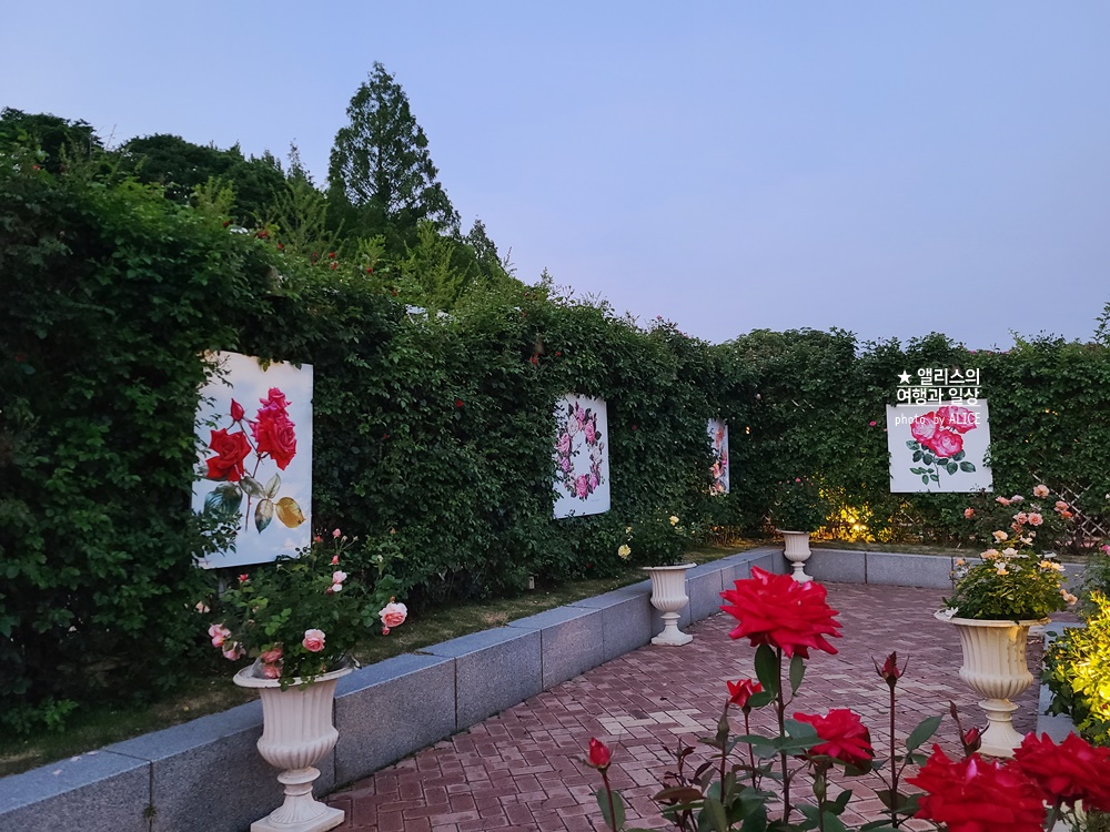 에버랜드 장미축제 2022 기본정보, 지금 개화시기, 에버랜드 플라워 아트&마켓