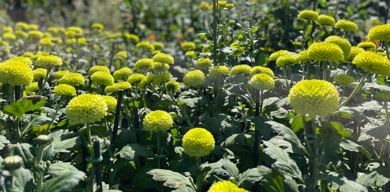 [서울 근교 여행] 경기도 파주 드라마 촬영지 사계절 내내 아름다운 벽초지수목원