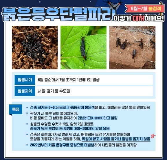 러브버그 퇴치
