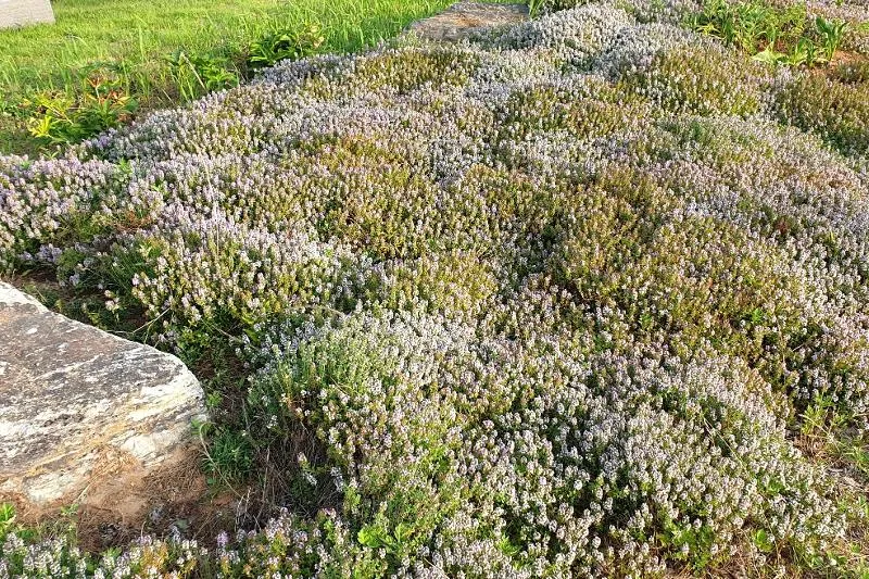 백리향 키우는 법 집에서 재배법 꿀팁_3