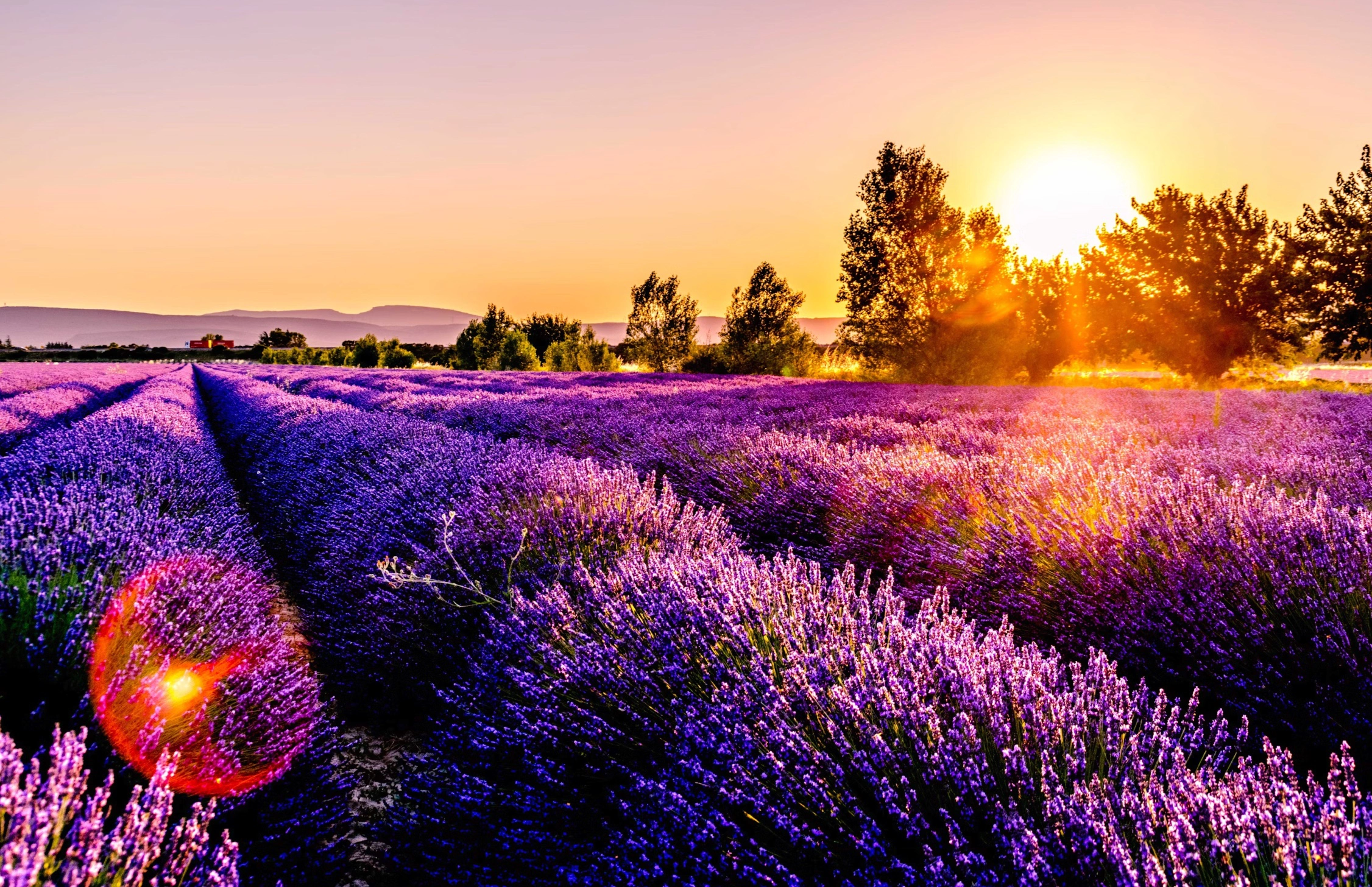 라벤더꿀 복용량