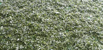 차나무 재배 잎 따기 시기 그늘 재배 향 유지_10