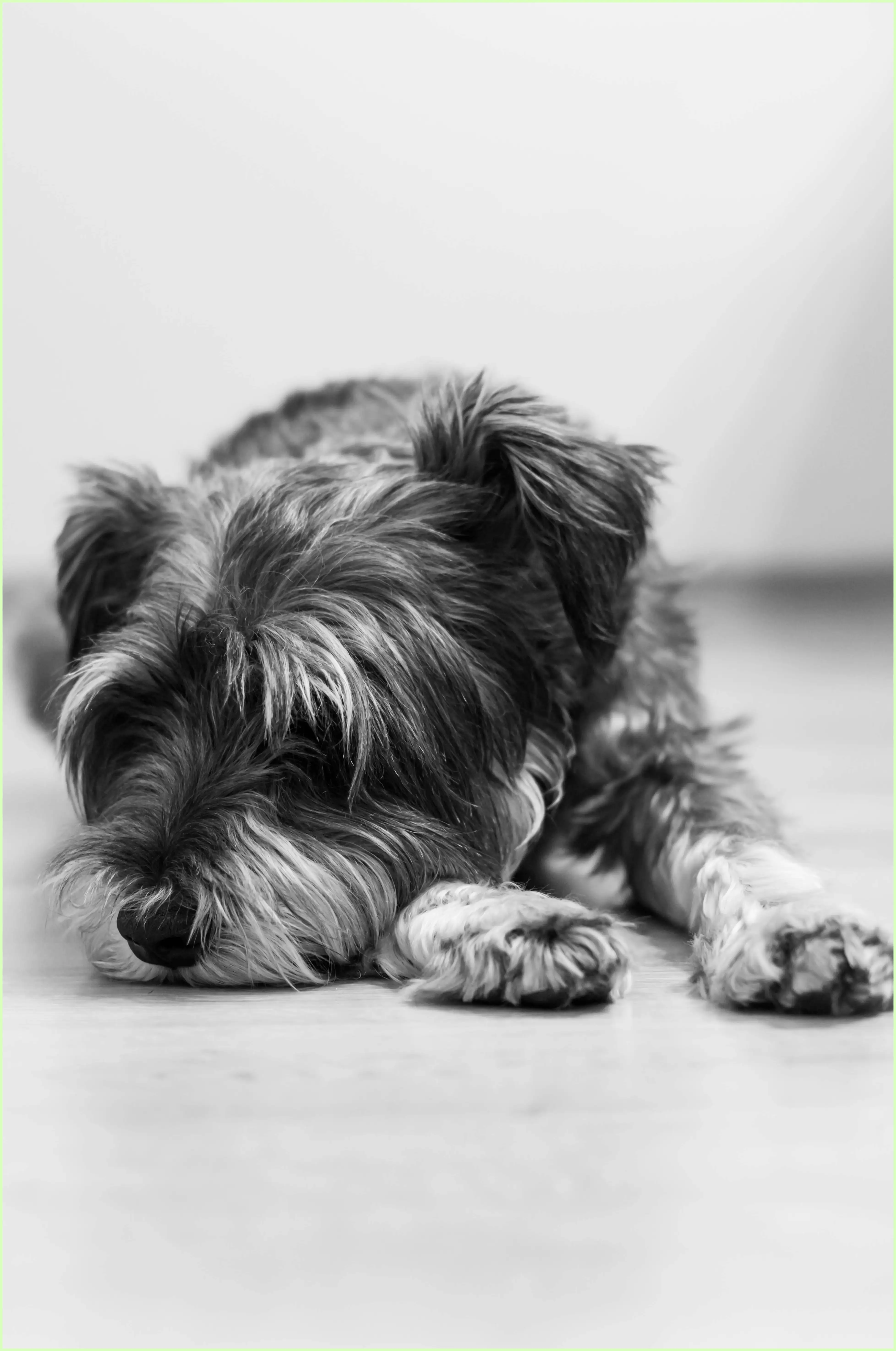 강아지 귤 먹어도 되나요? 소량 급여와 안전한 급여법