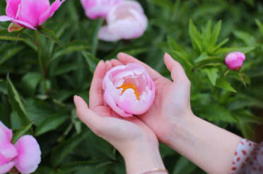 합천 핫들생태공원 작약꽃 축제